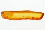 Detailed Fossil True Midge and Dung Midge In Baltic Amber #278760-1